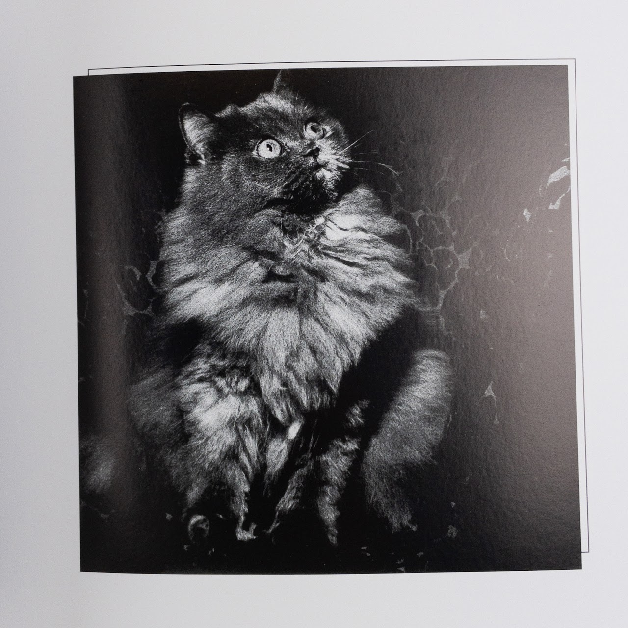 Erika Yasuda,  Julia Yasuda & Anohni 'She Who Saw Beautiful Things' Photo Essay Book