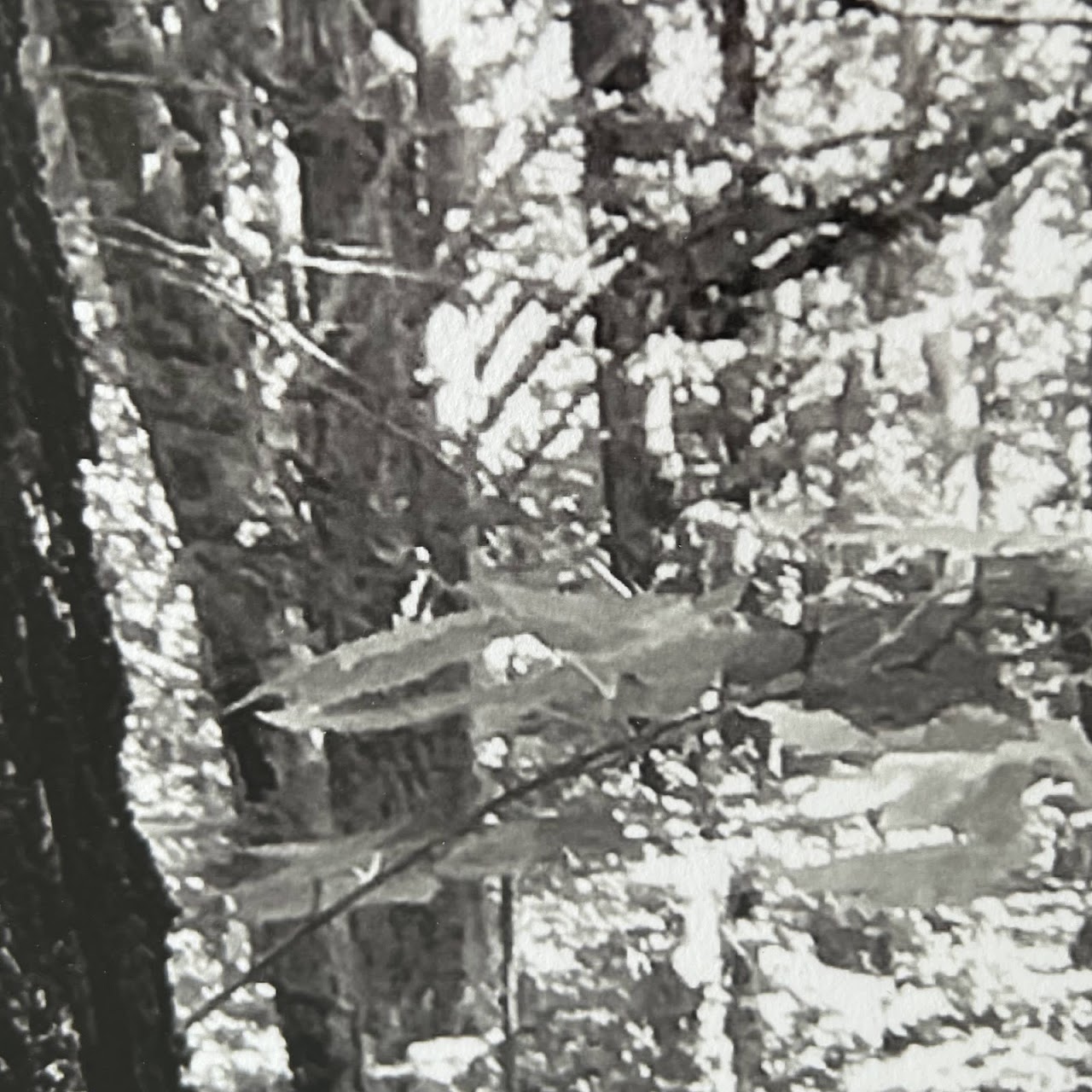 Tree Study Black and White Photograph