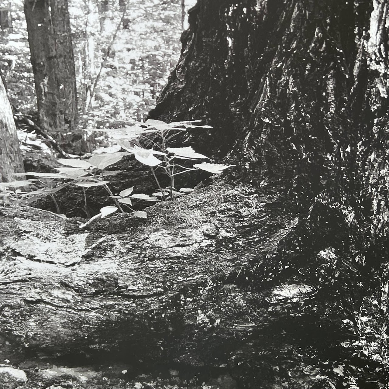 Tree Study Black and White Photograph