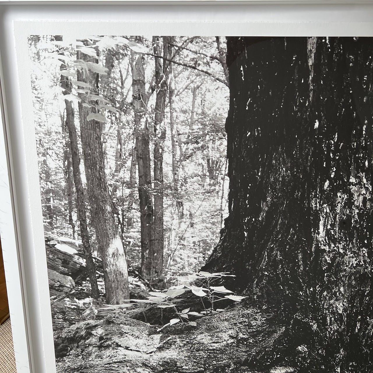 Tree Study Black and White Photograph