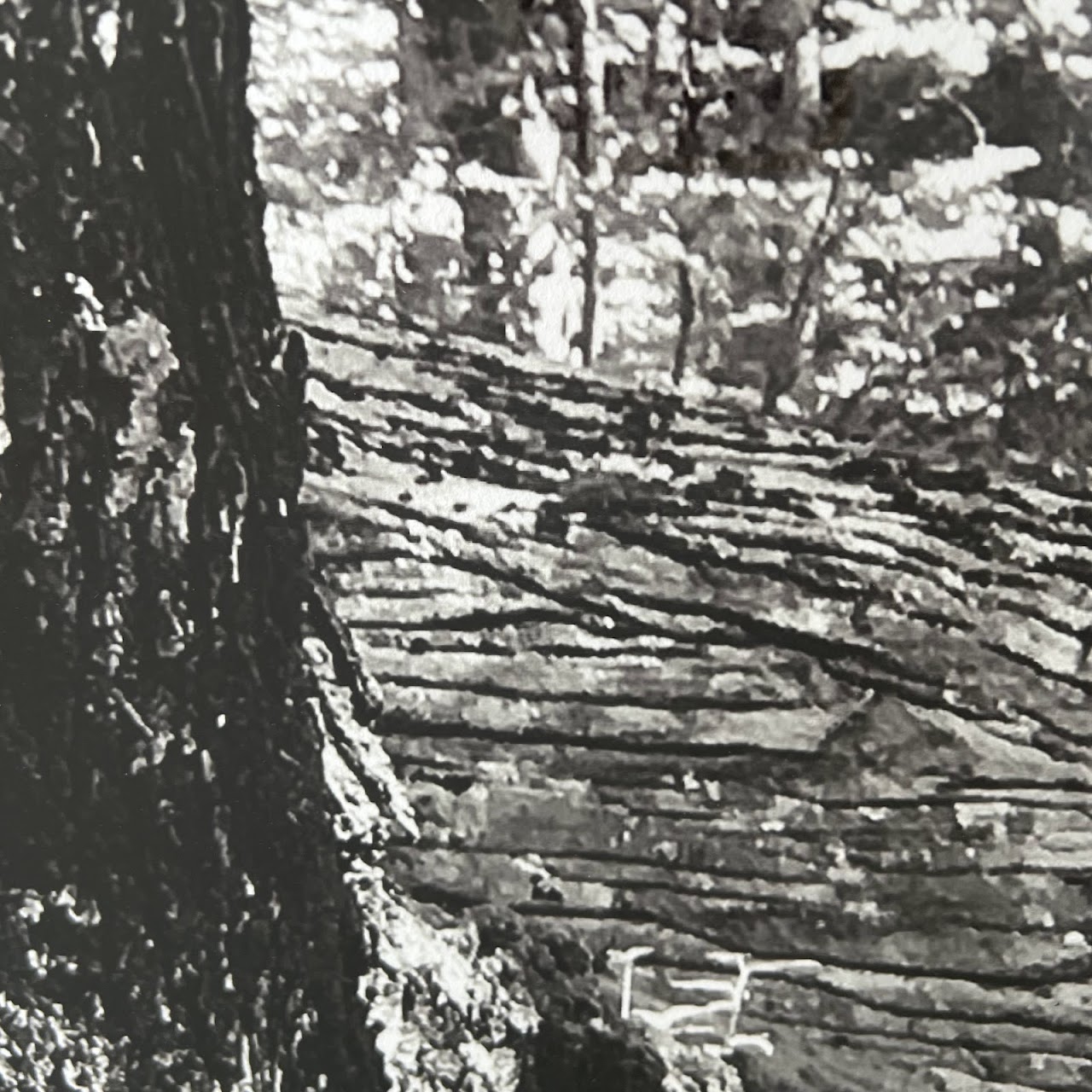 Tree Study Black and White Photograph