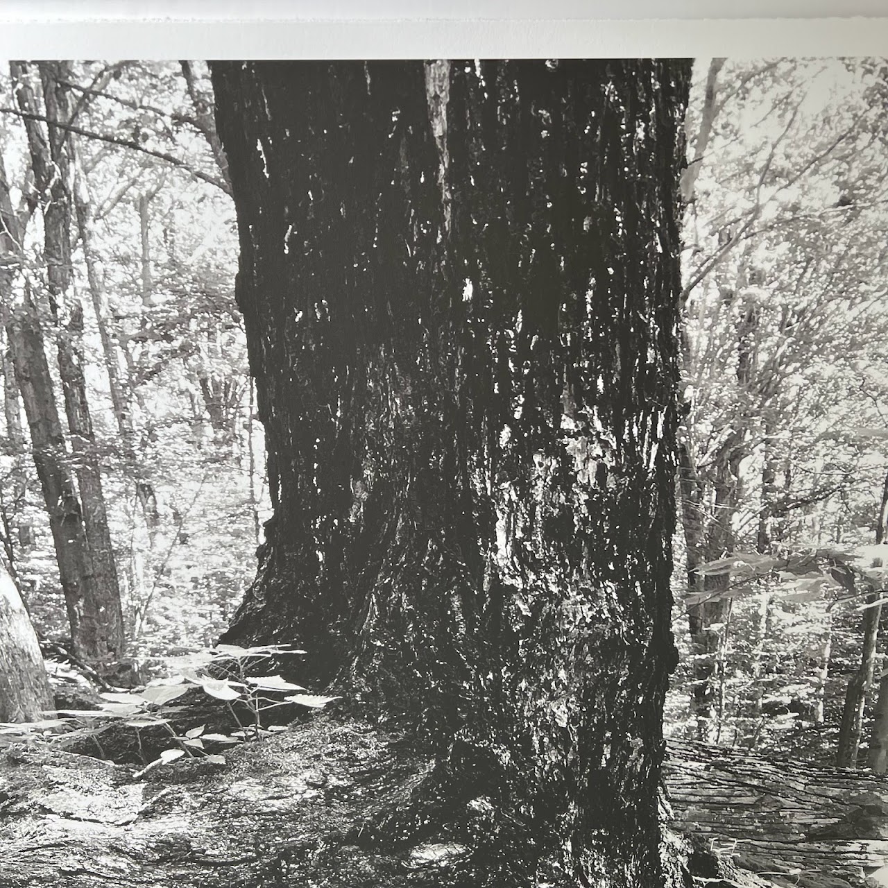 Tree Study Black and White Photograph