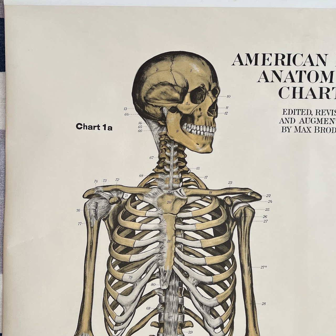 American Frohse Max Brodel Skeletal System Anatomy Chart, 1918