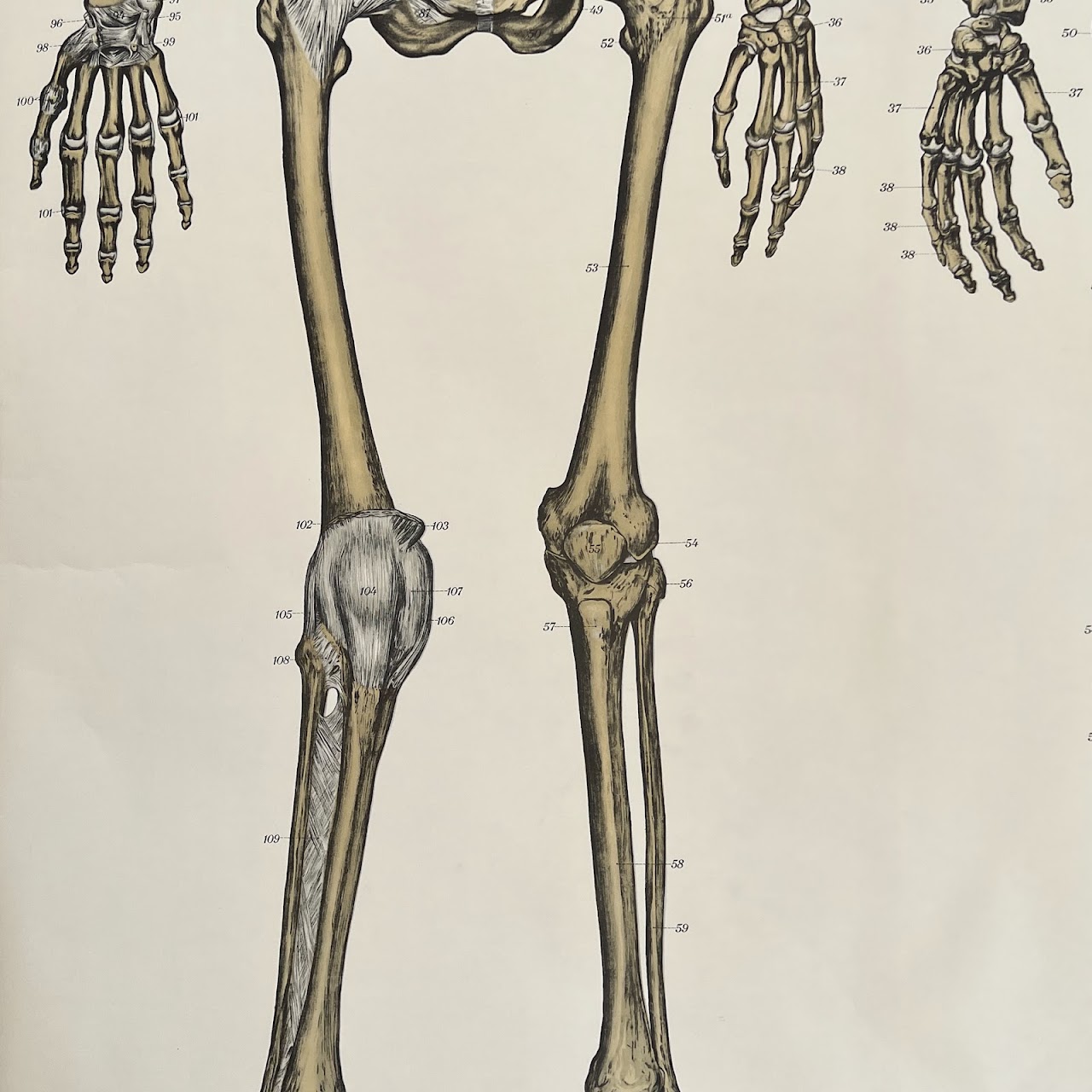 American Frohse Max Brodel Skeletal System Anatomy Chart, 1918