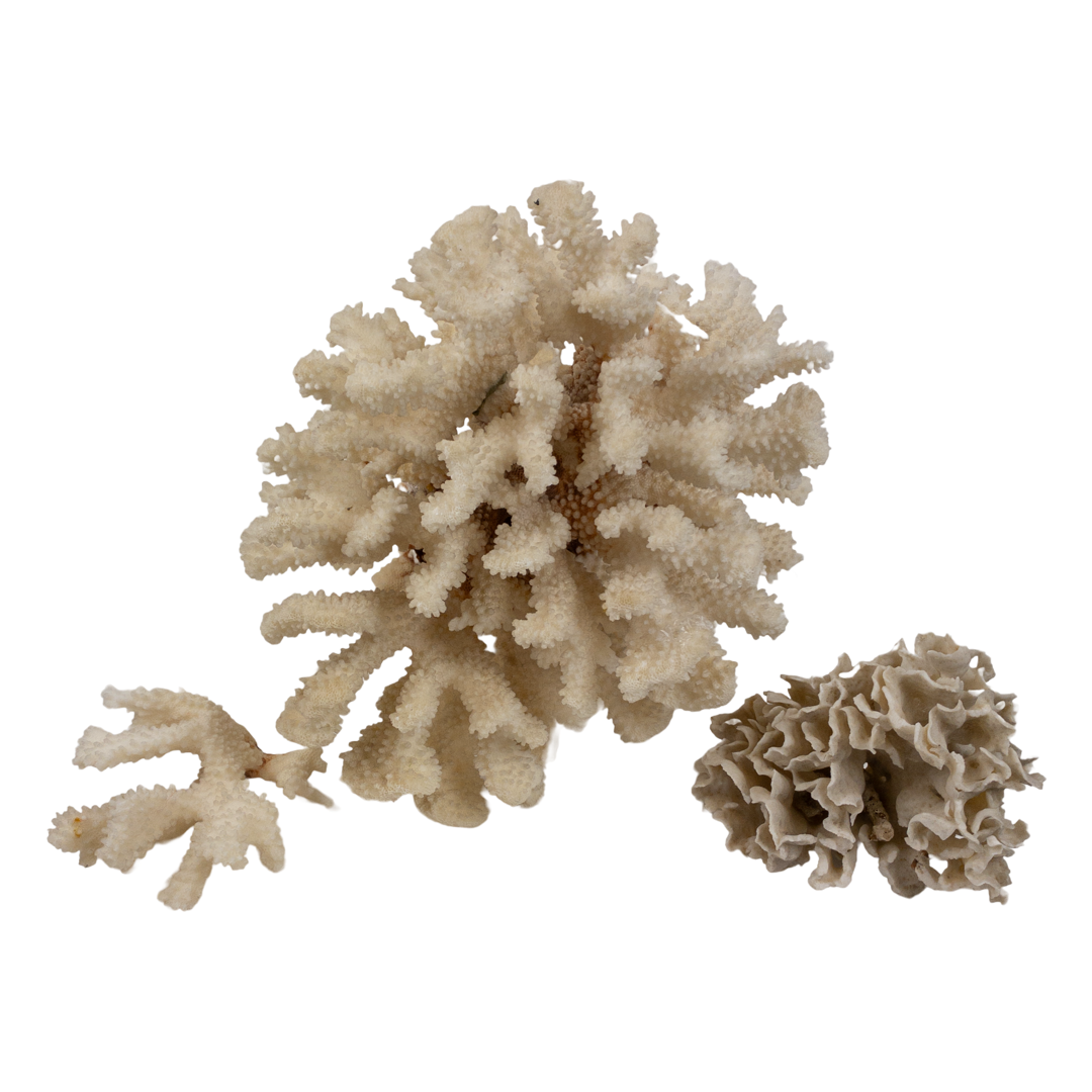 Coral Branch and Leaf Specimen Pair