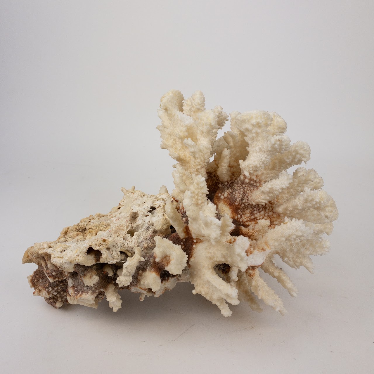 Coral Branch and Leaf Specimen Pair