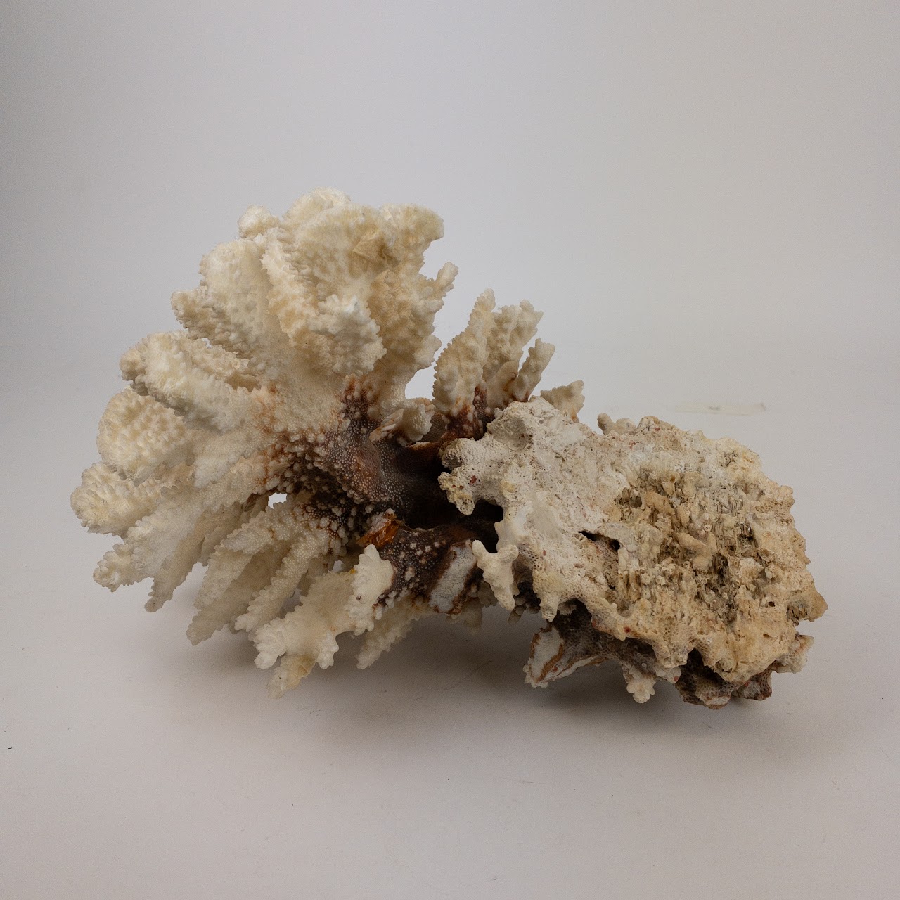 Coral Branch and Leaf Specimen Pair