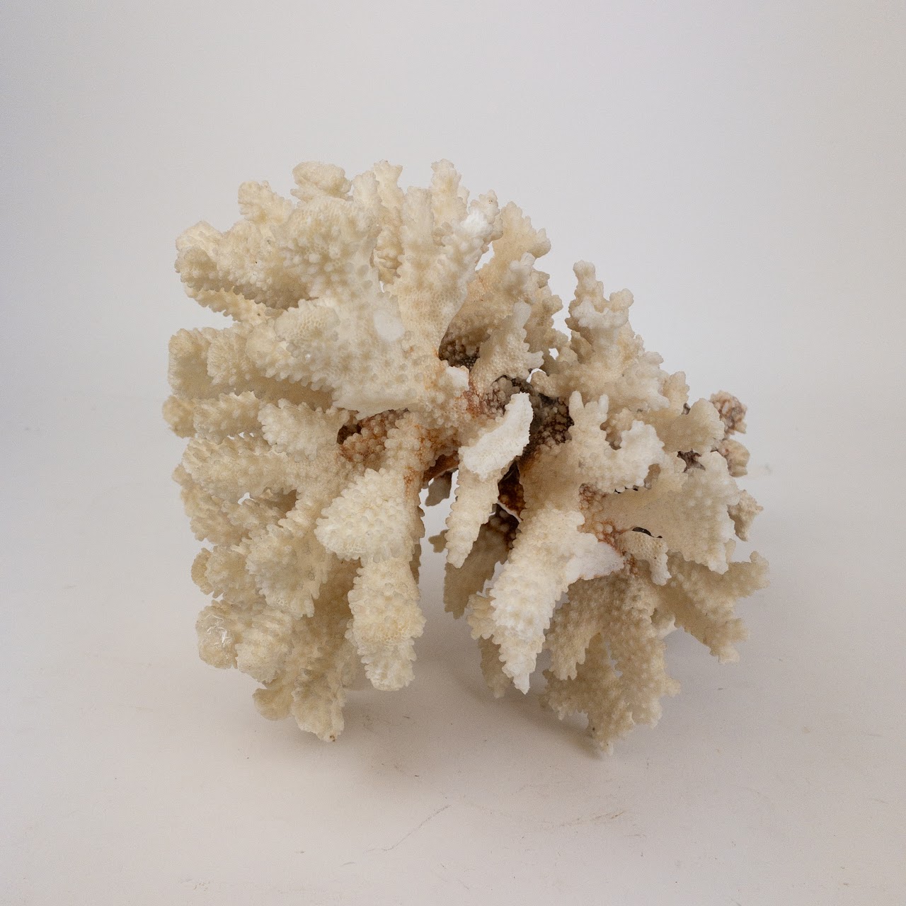 Coral Branch and Leaf Specimen Pair