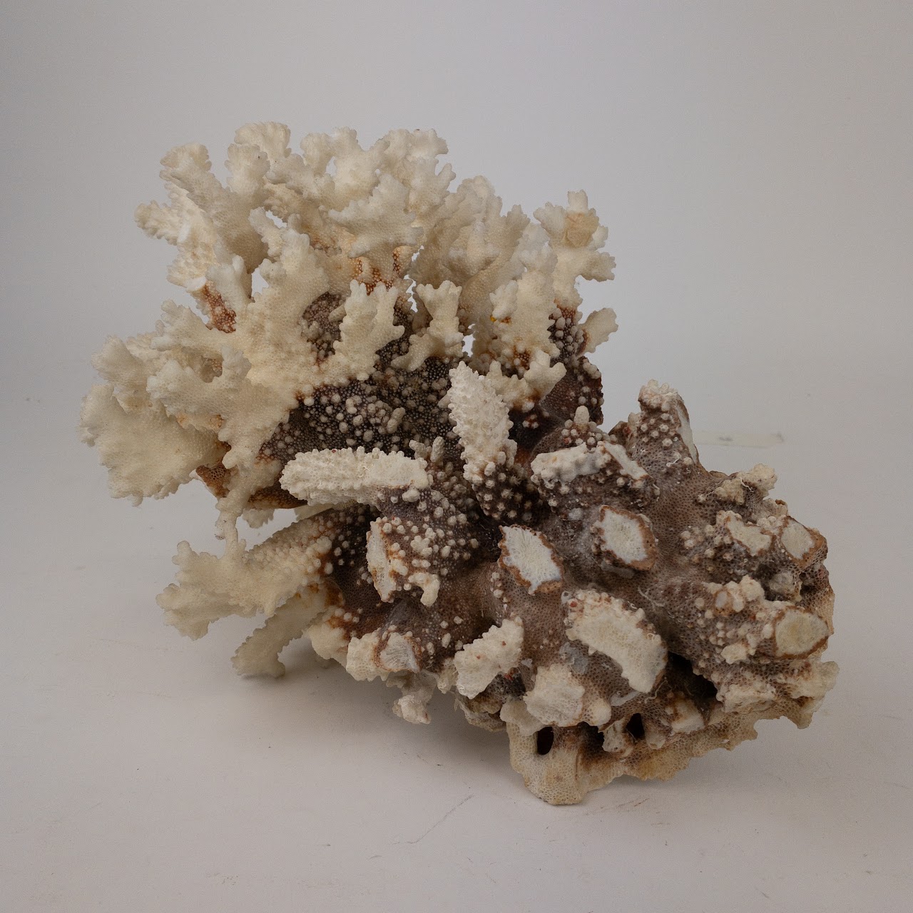 Coral Branch and Leaf Specimen Pair