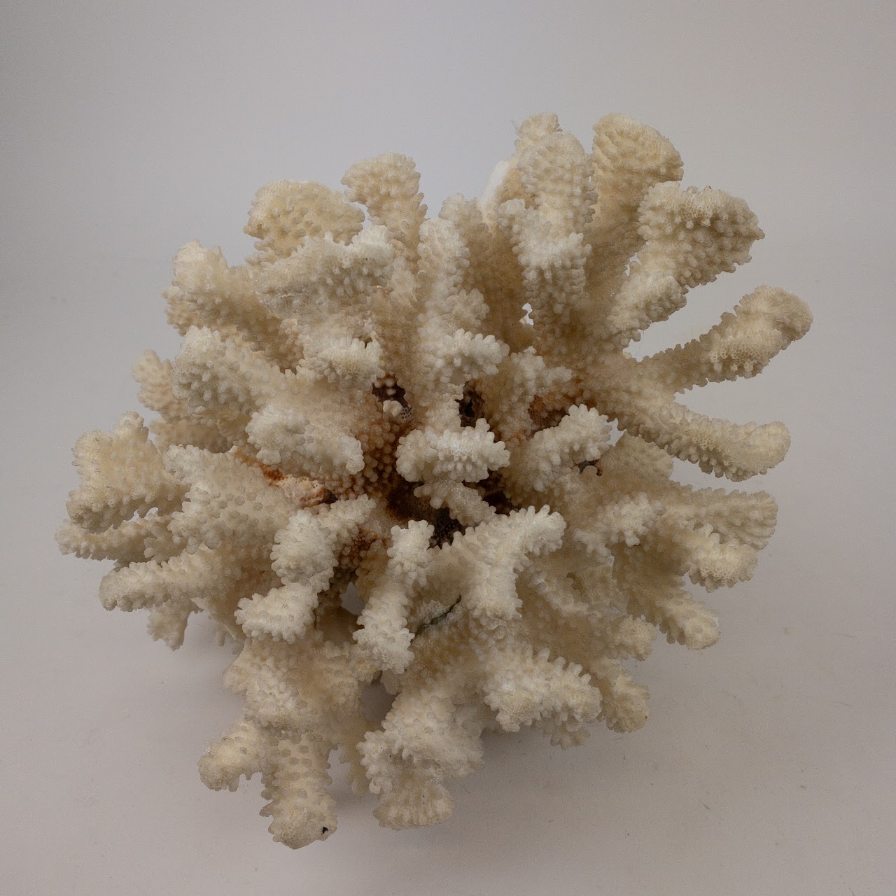 Coral Branch and Leaf Specimen Pair