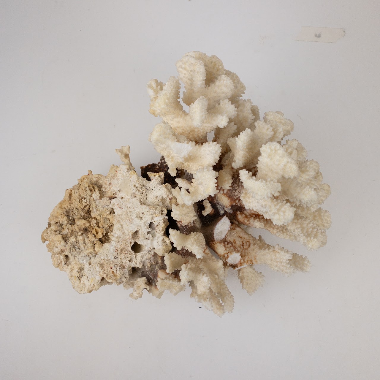 Coral Branch and Leaf Specimen Pair