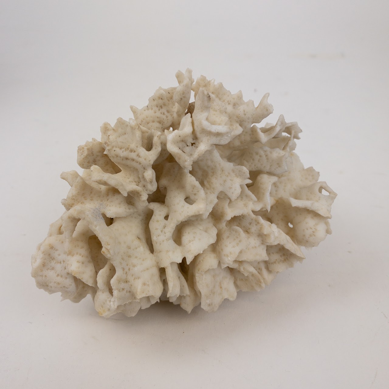 Coral Branch and Leaf Specimen Pair