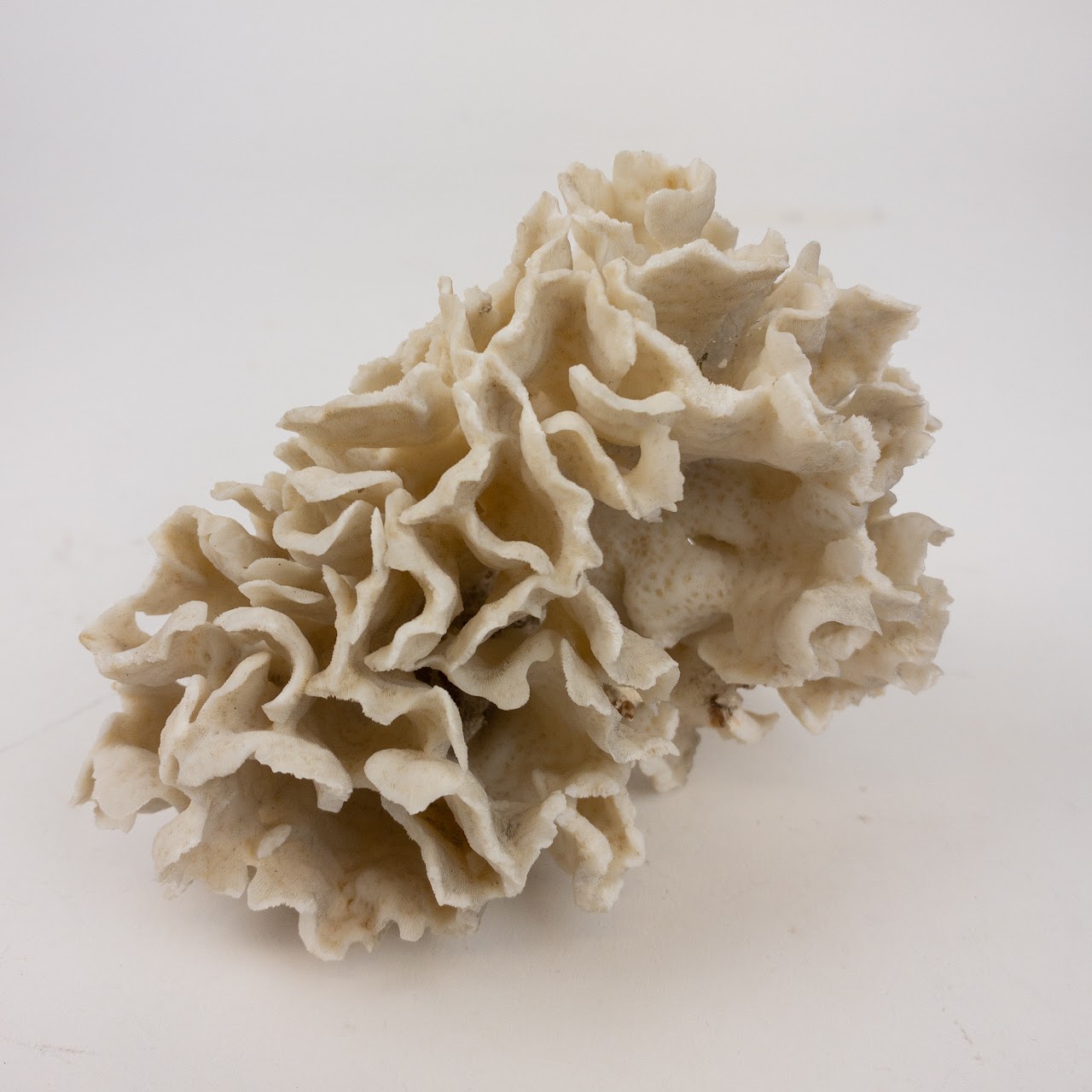 Coral Branch and Leaf Specimen Pair