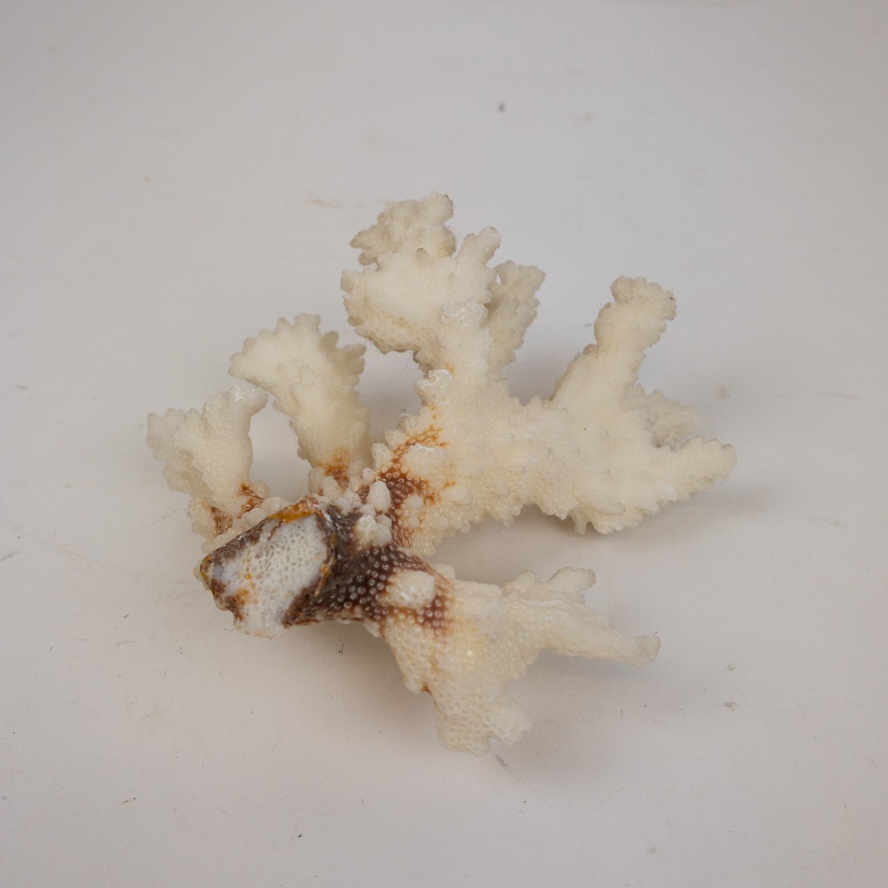 Coral Branch and Leaf Specimen Pair