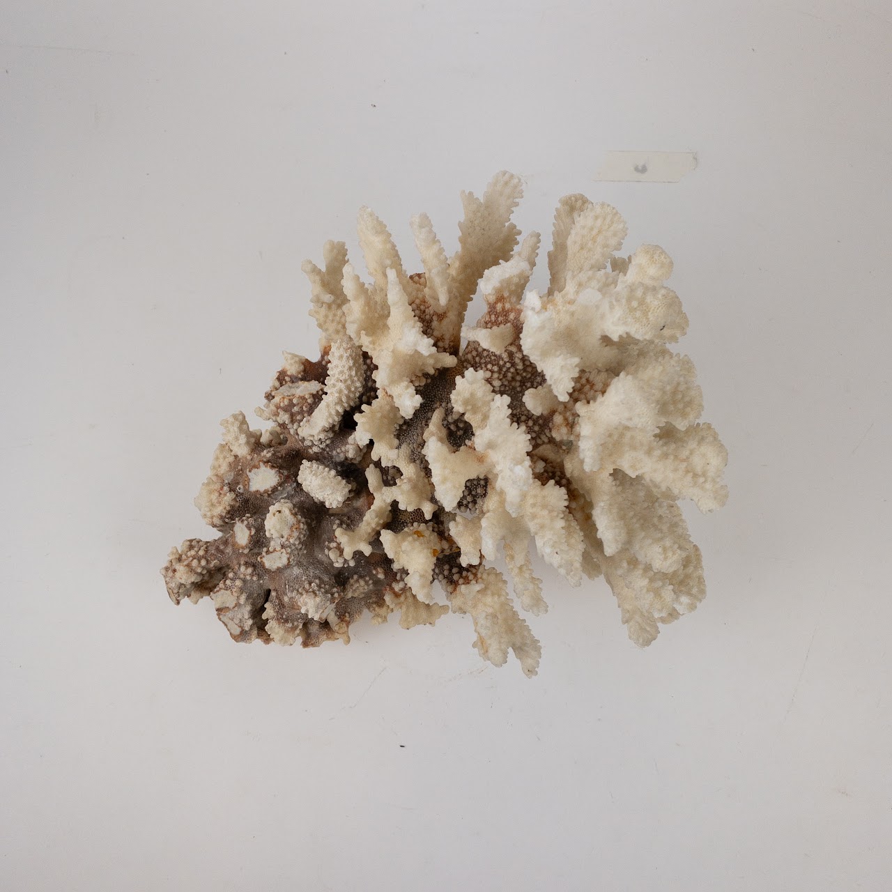 Coral Branch and Leaf Specimen Pair