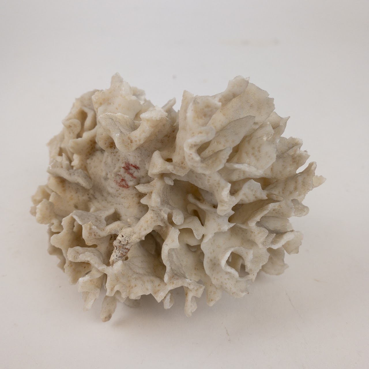 Coral Branch and Leaf Specimen Pair