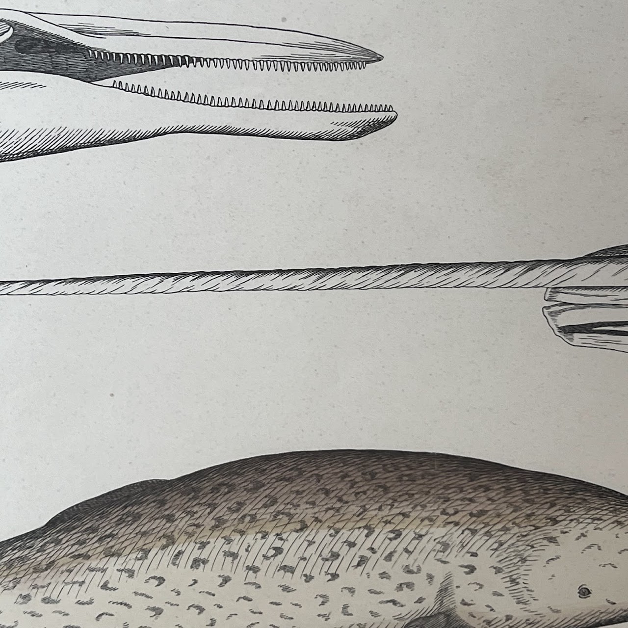 19th C. August Luben Dolphin and Narwhal Natural History Engraved Bookplate