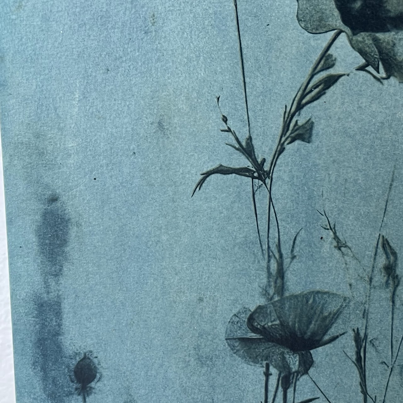 Susan Richman Blue Poppies Alternative Process Photograph