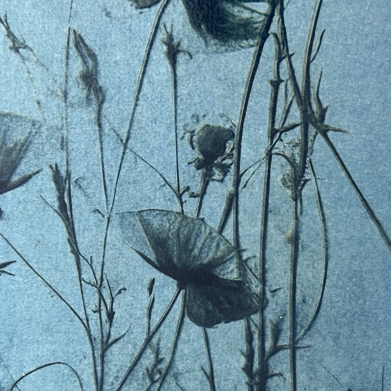 Susan Richman Blue Poppies Alternative Process Photograph