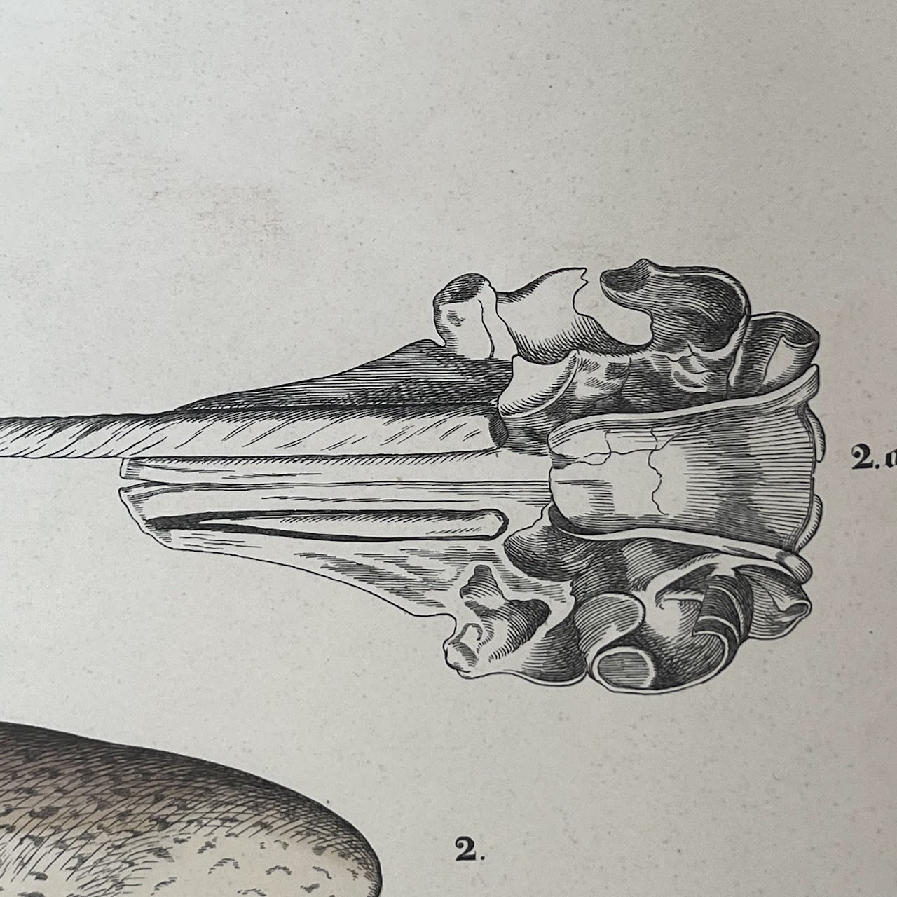 19th C. August Luben Dolphin and Narwhal Natural History Engraved Bookplate