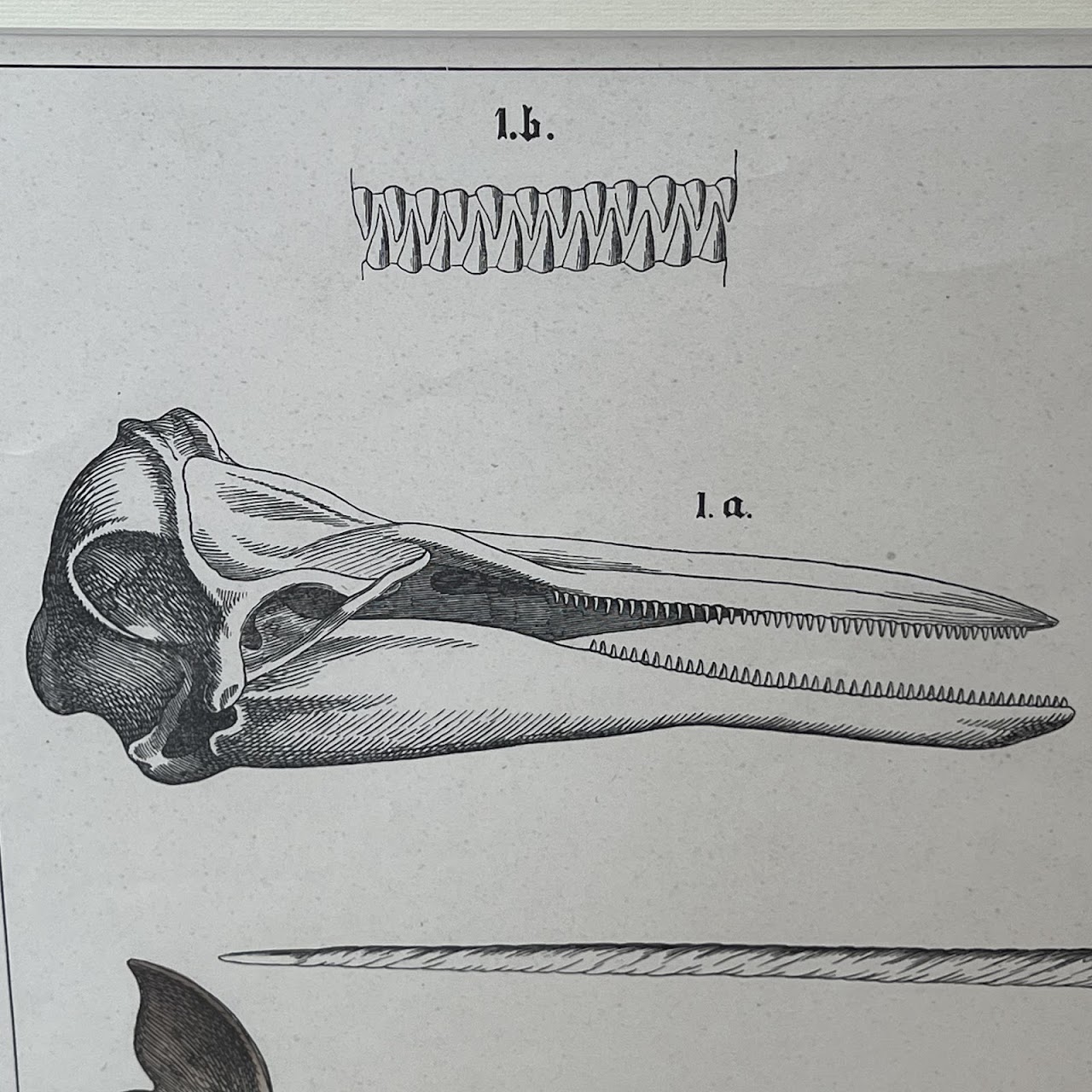 19th C. August Luben Dolphin and Narwhal Natural History Engraved Bookplate