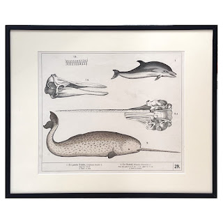 19th C. August Luben Dolphin and Narwhal Natural History Engraved Bookplate