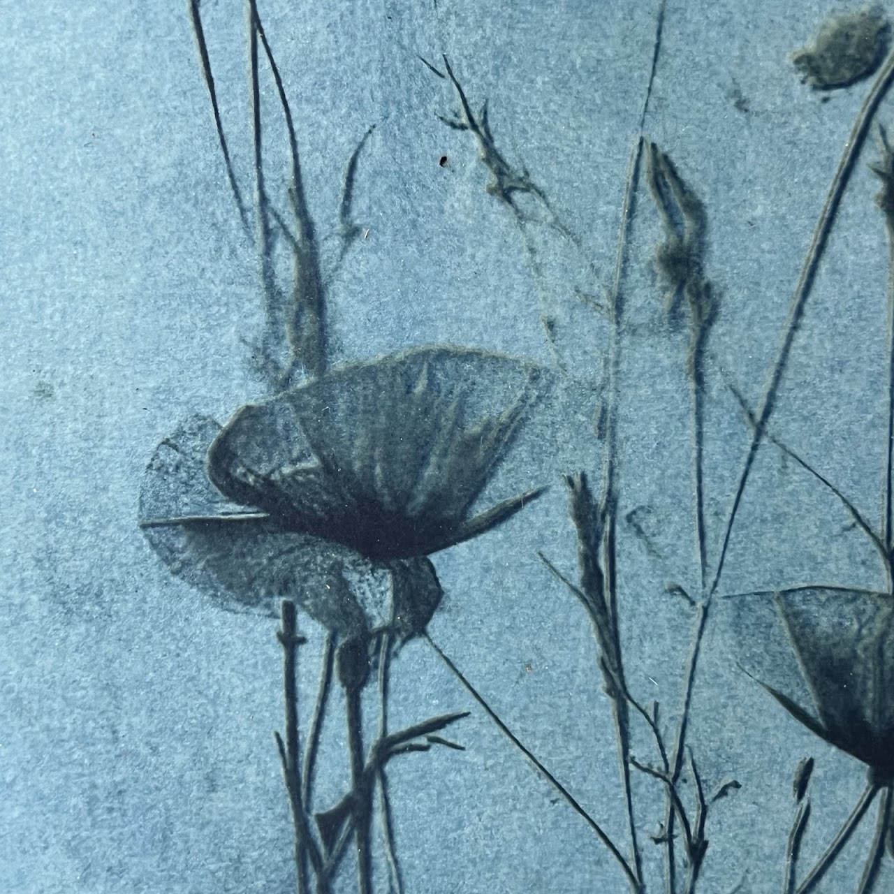 Susan Richman Blue Poppies Alternative Process Photograph