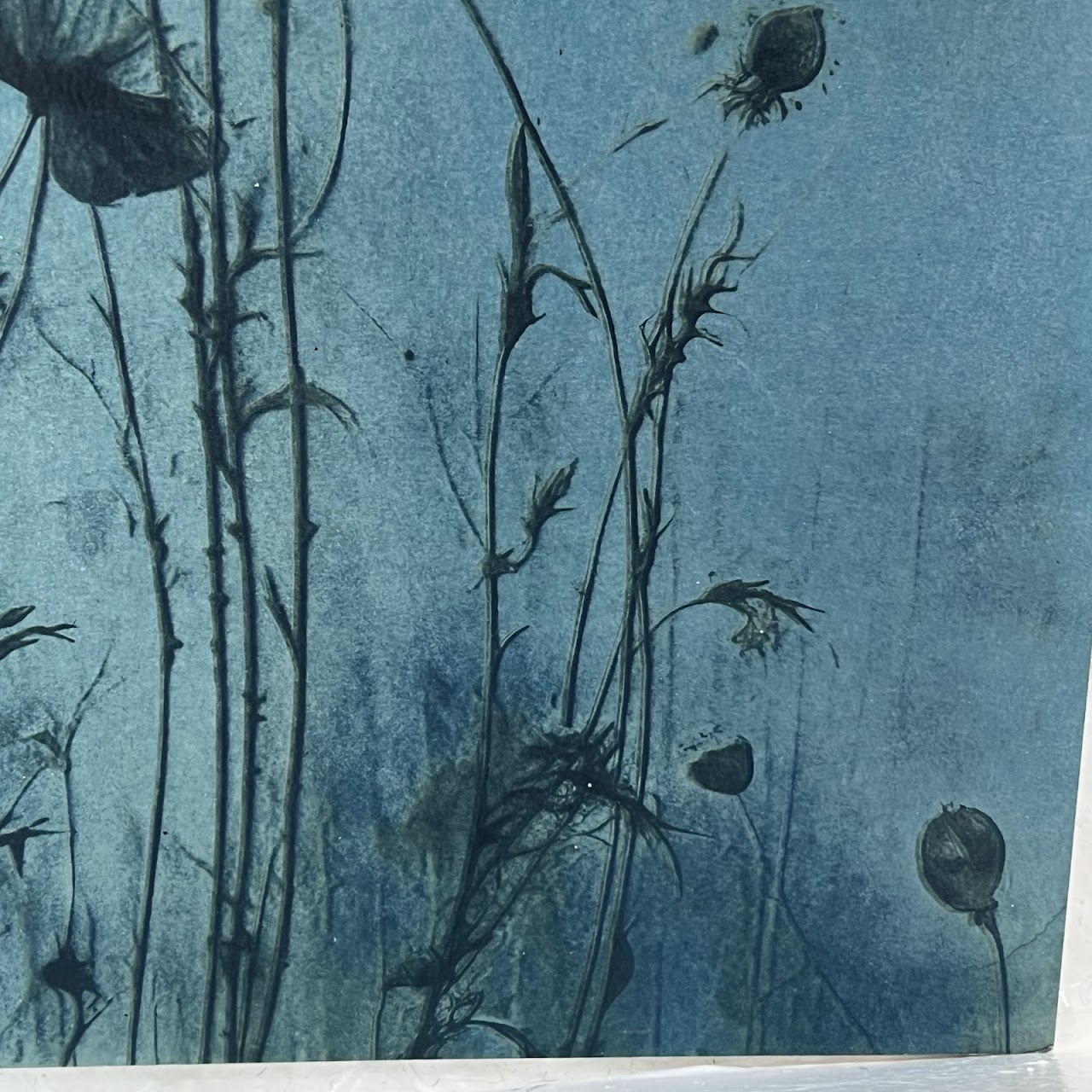 Susan Richman Blue Poppies Alternative Process Photograph