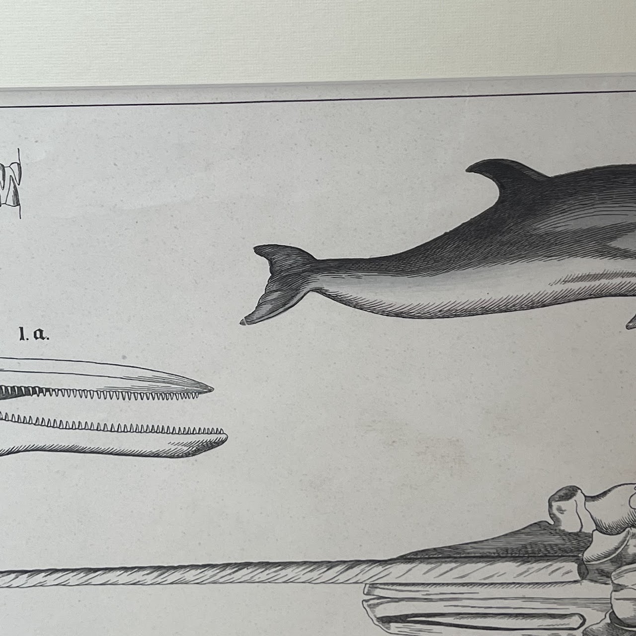 19th C. August Luben Dolphin and Narwhal Natural History Engraved Bookplate