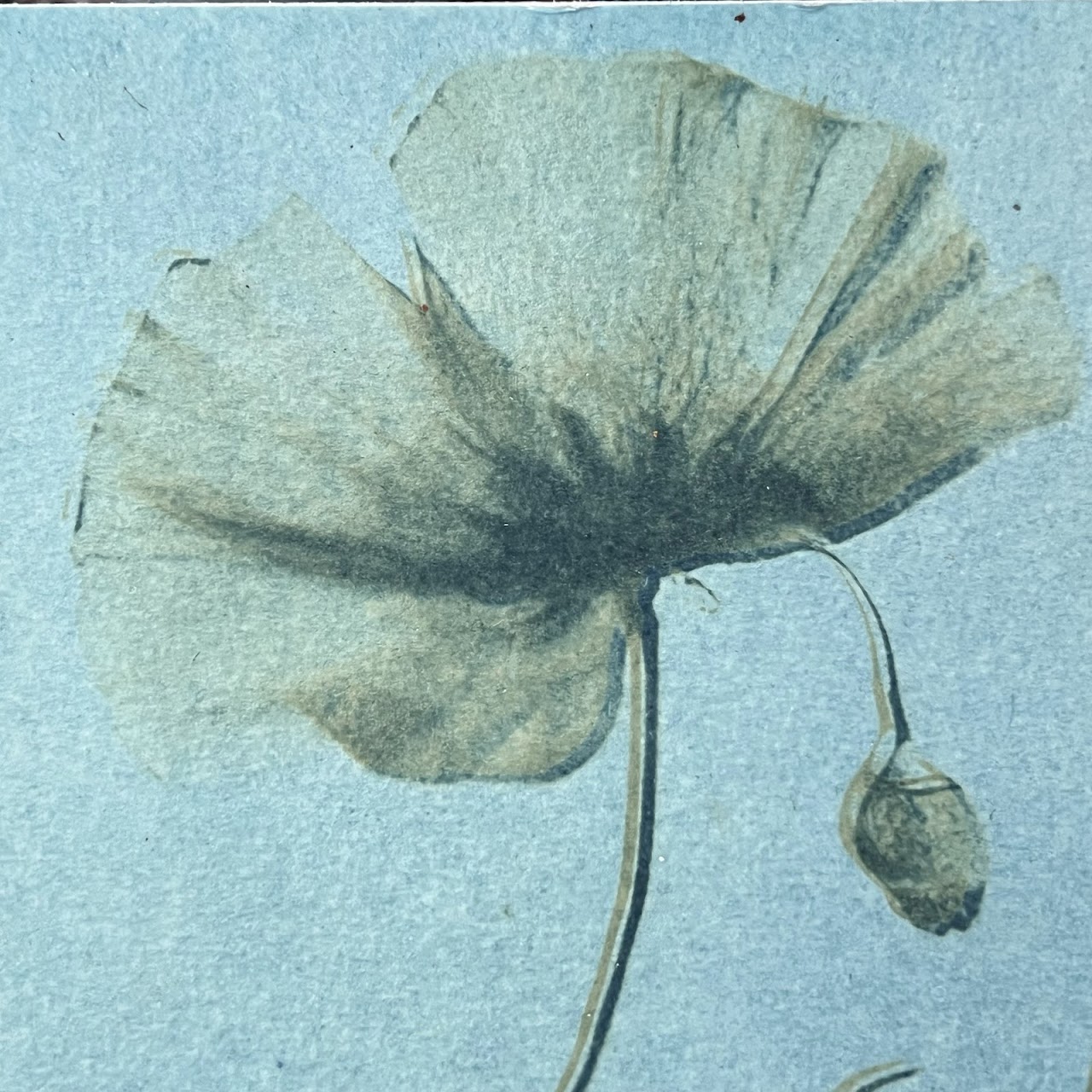 Susan Richman Blue Poppies Alternative Process Photograph