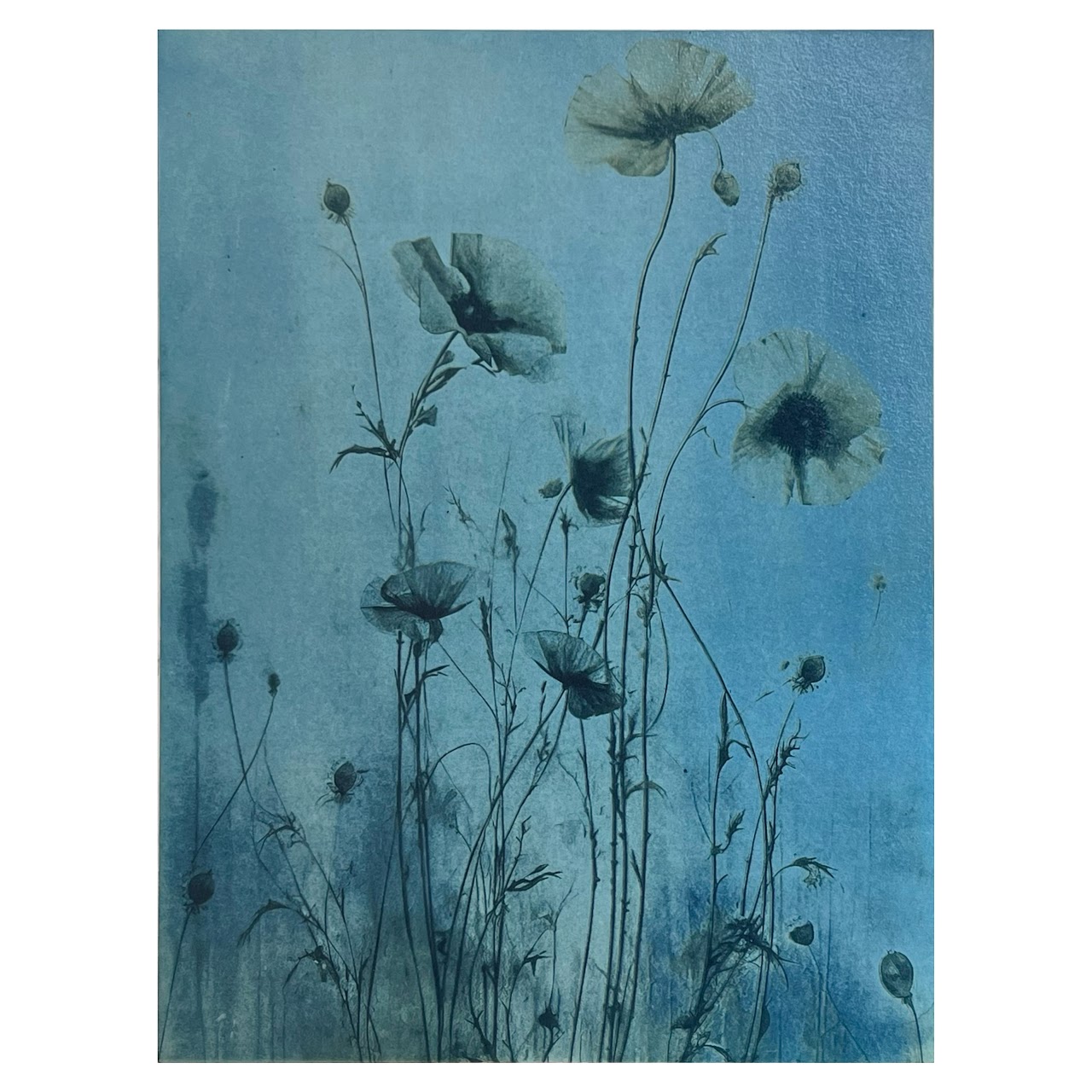 Susan Richman Blue Poppies Alternative Process Photograph