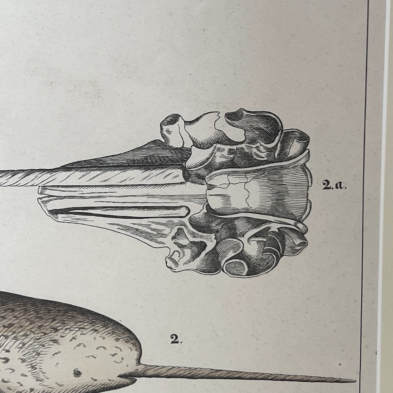 19th C. August Luben Dolphin and Narwhal Natural History Engraved Bookplate