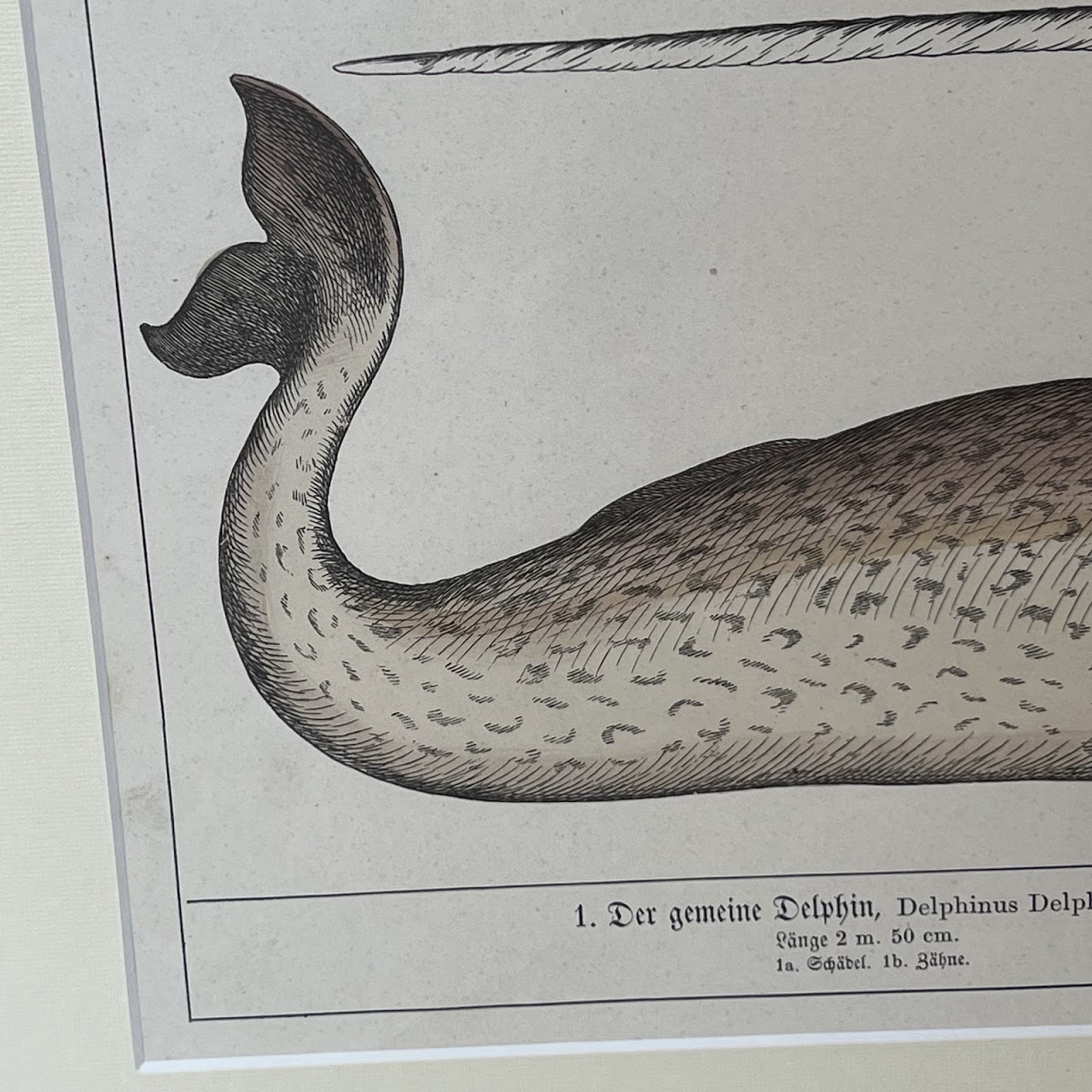 19th C. August Luben Dolphin and Narwhal Natural History Engraved Bookplate