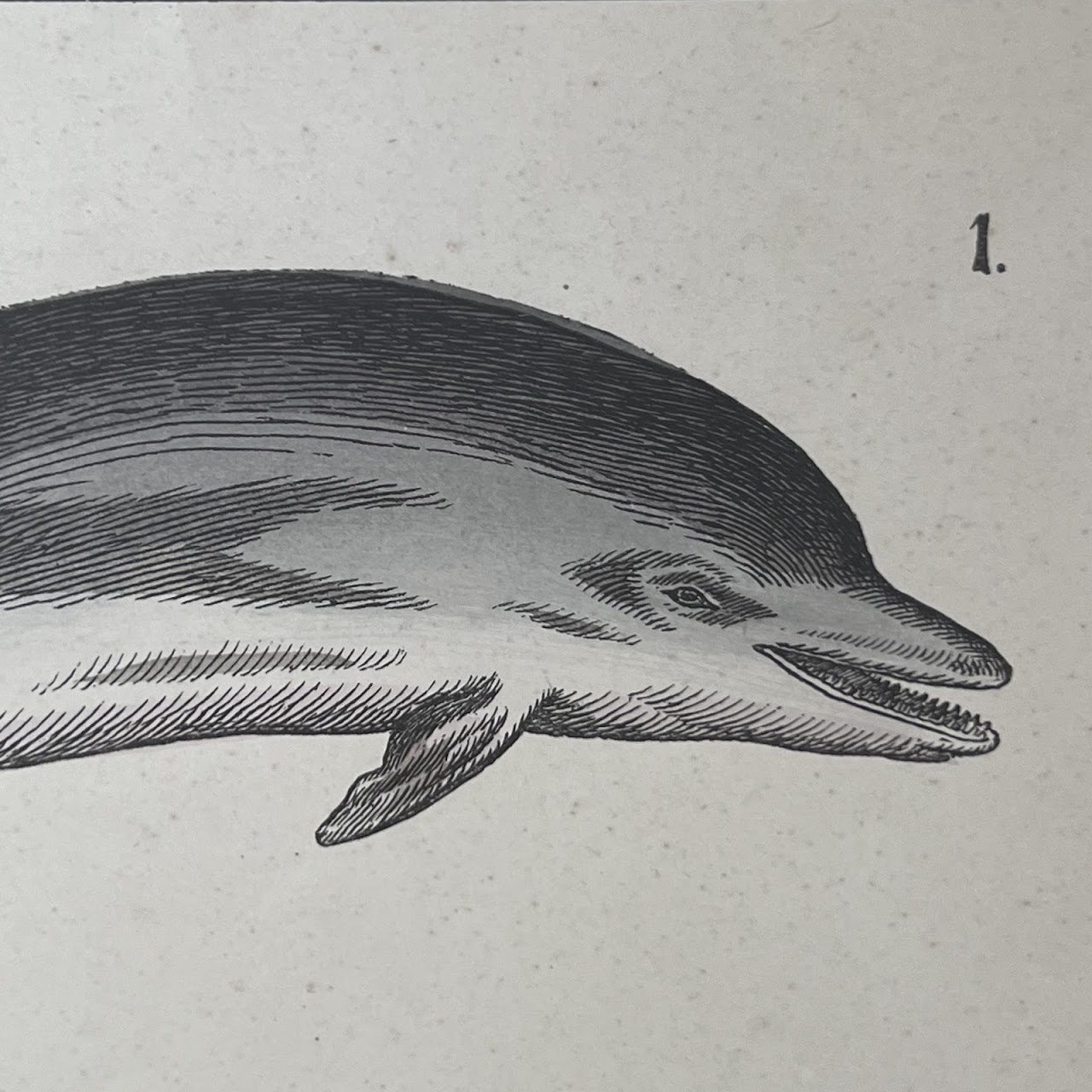 19th C. August Luben Dolphin and Narwhal Natural History Engraved Bookplate