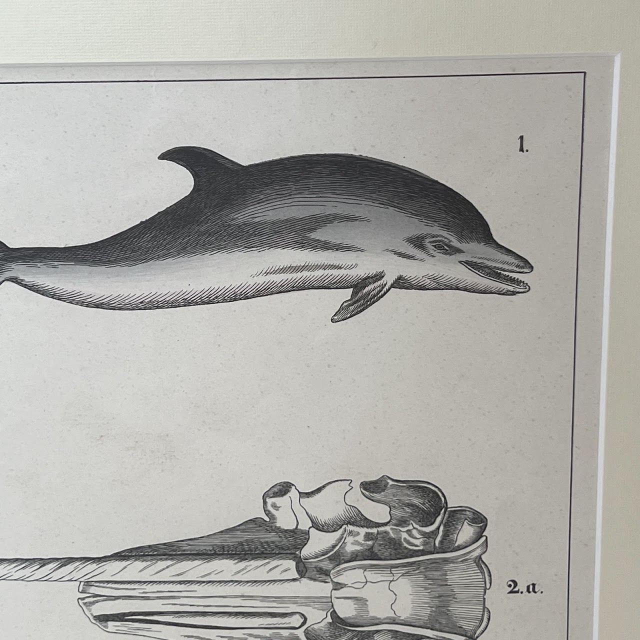 19th C. August Luben Dolphin and Narwhal Natural History Engraved Bookplate