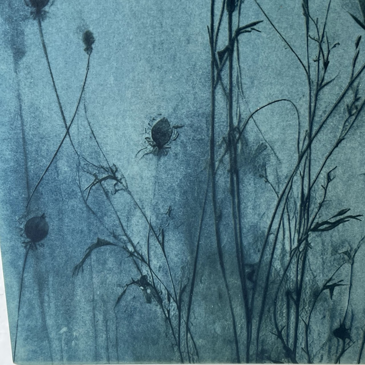 Susan Richman Blue Poppies Alternative Process Photograph