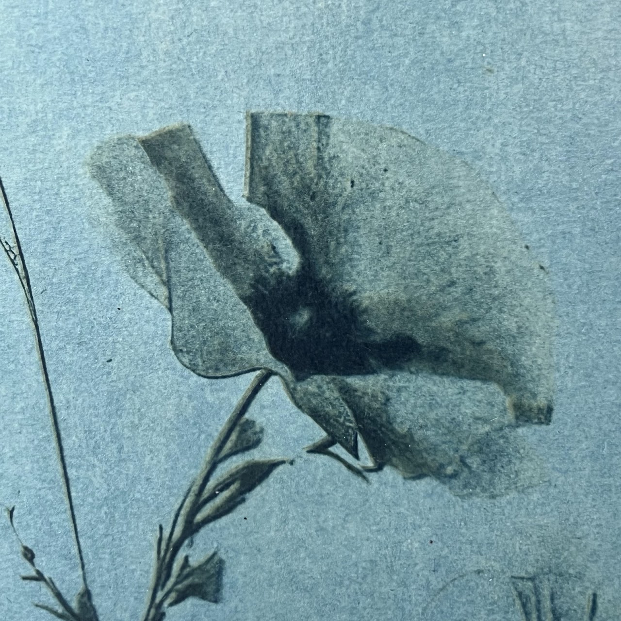 Susan Richman Blue Poppies Alternative Process Photograph