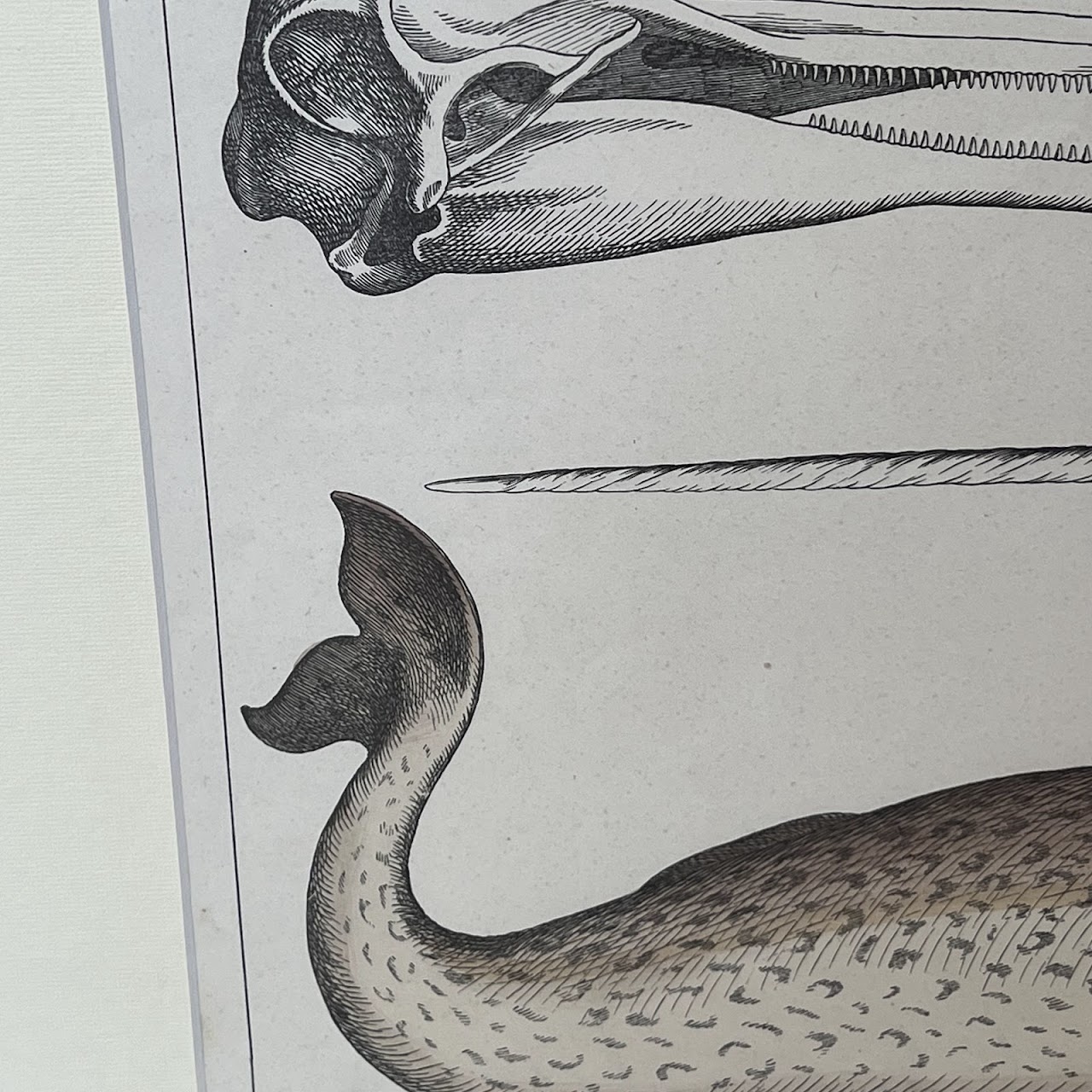 19th C. August Luben Dolphin and Narwhal Natural History Engraved Bookplate