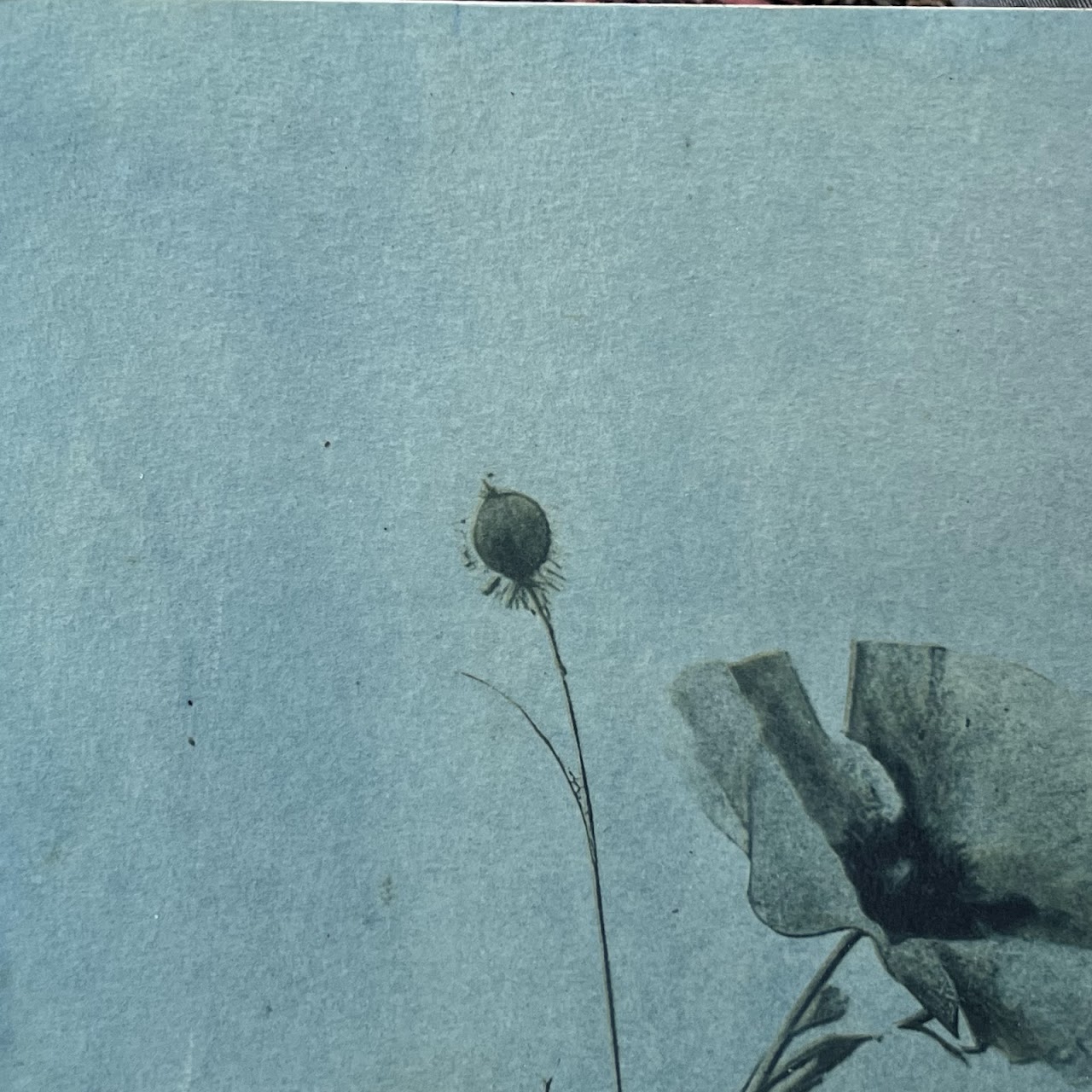 Susan Richman Blue Poppies Alternative Process Photograph