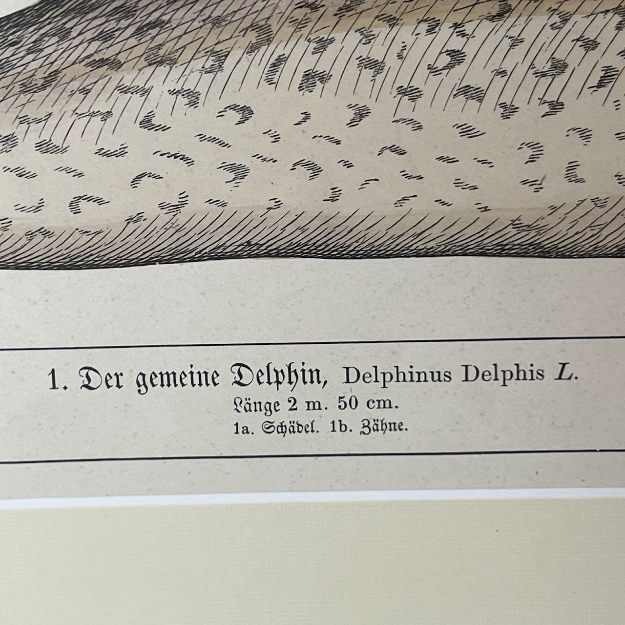 19th C. August Luben Dolphin and Narwhal Natural History Engraved Bookplate