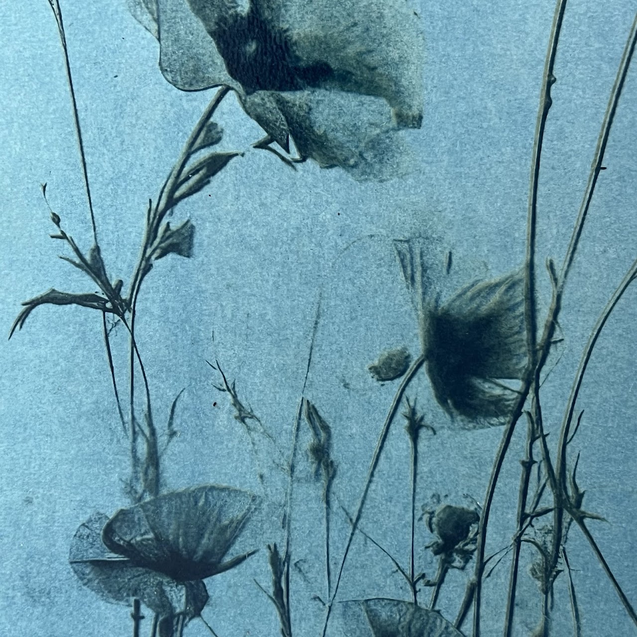 Susan Richman Blue Poppies Alternative Process Photograph