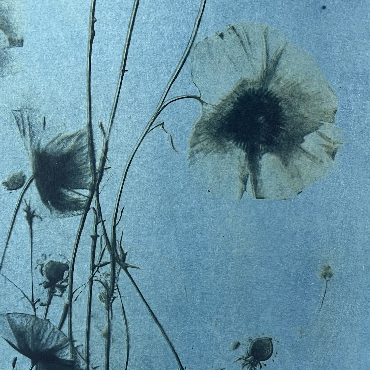 Susan Richman Blue Poppies Alternative Process Photograph