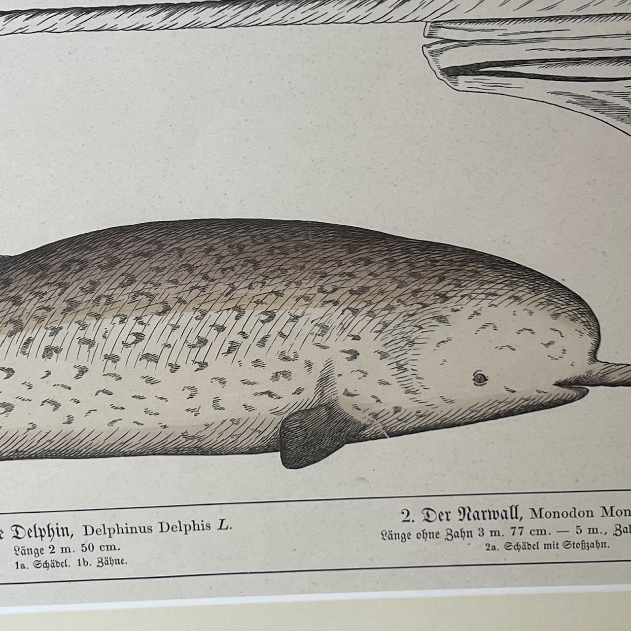 19th C. August Luben Dolphin and Narwhal Natural History Engraved Bookplate