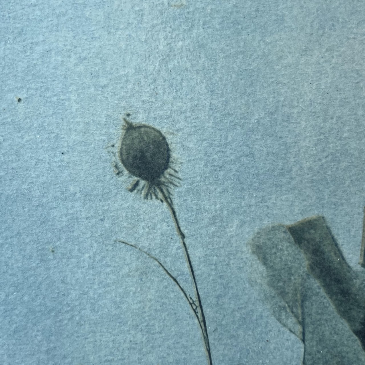 Susan Richman Blue Poppies Alternative Process Photograph