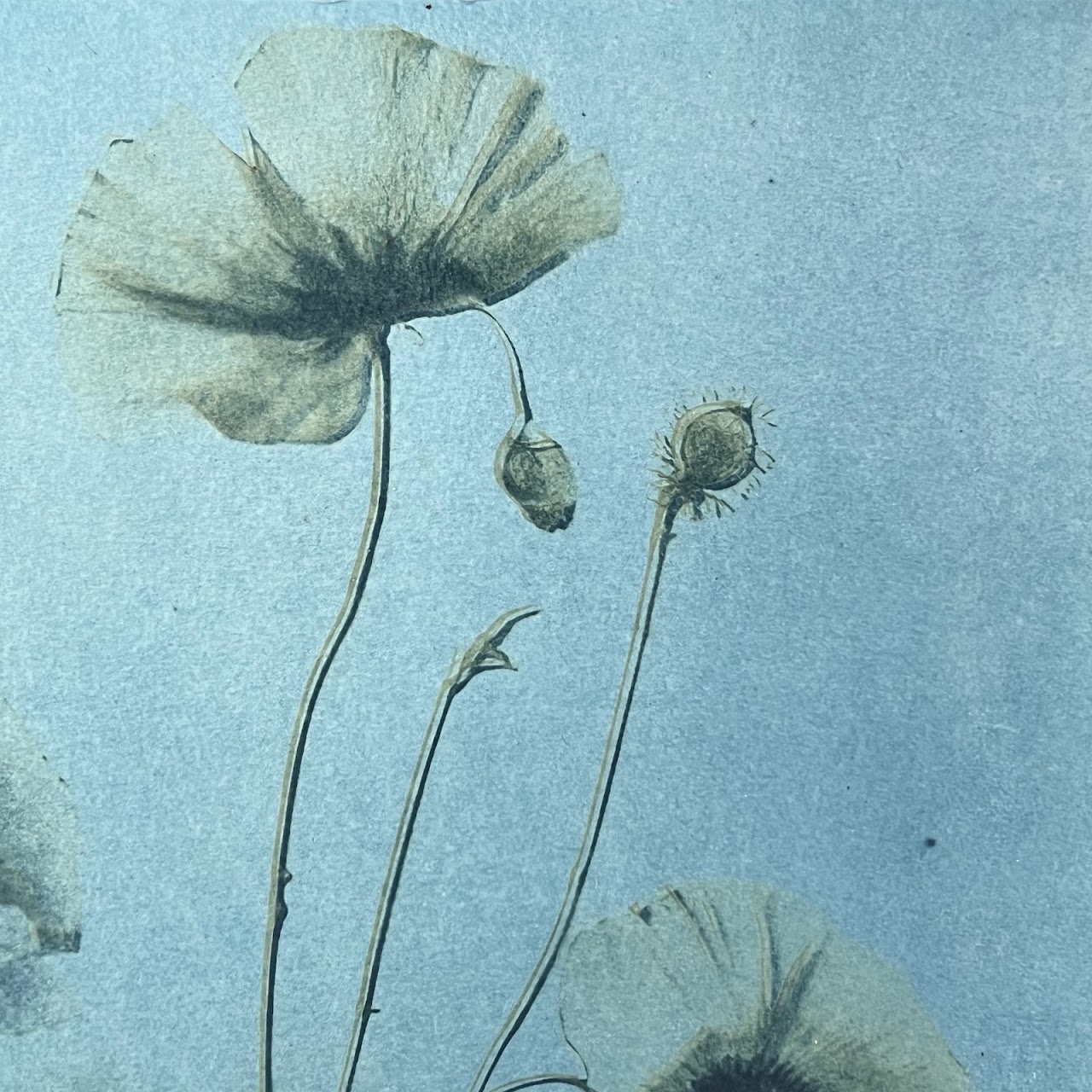 Susan Richman Blue Poppies Alternative Process Photograph