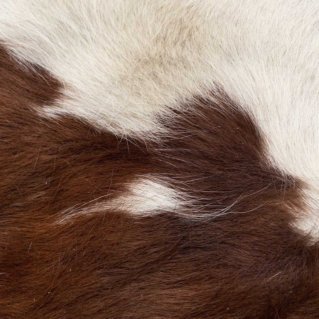 Cowhide Area Rug