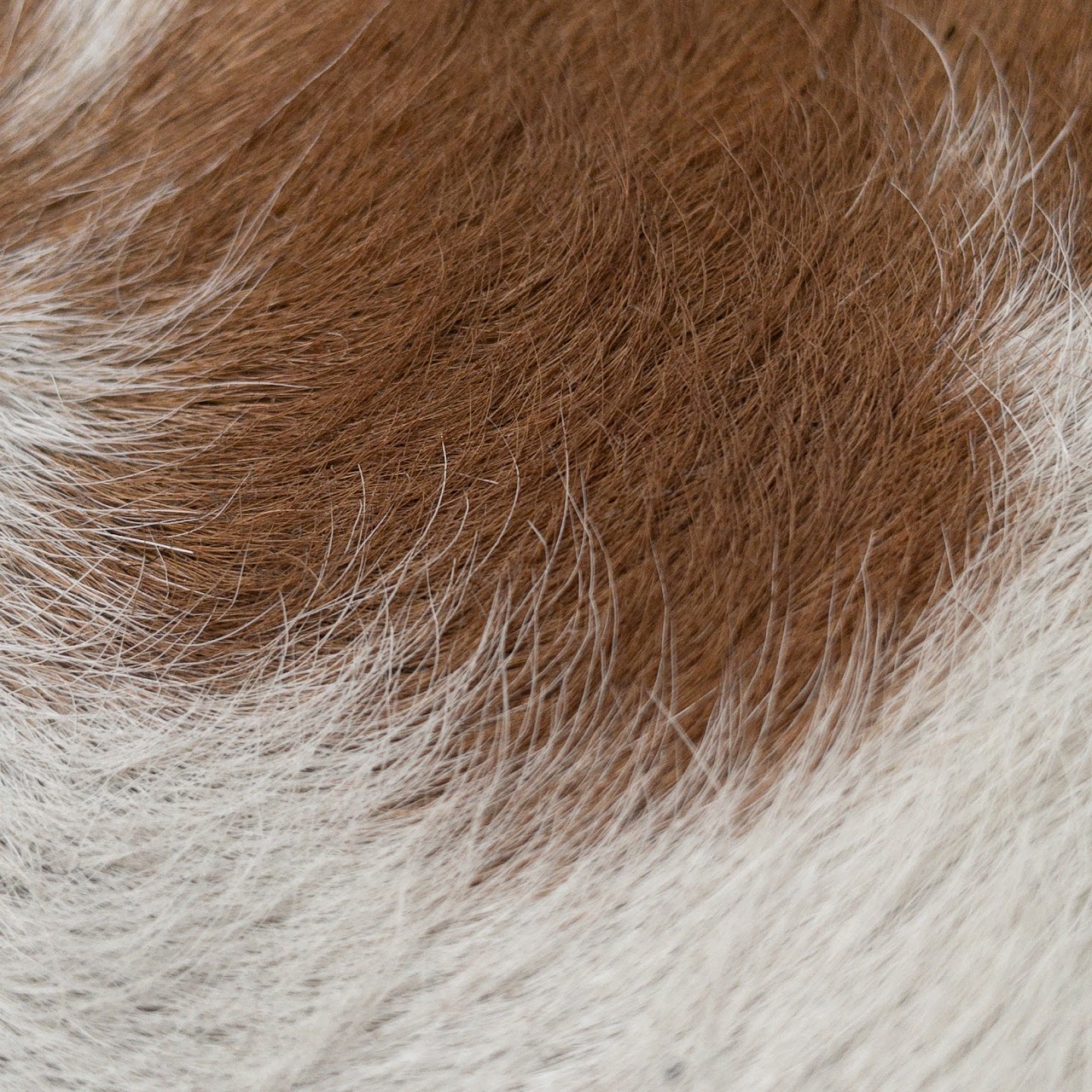 Cowhide Area Rug