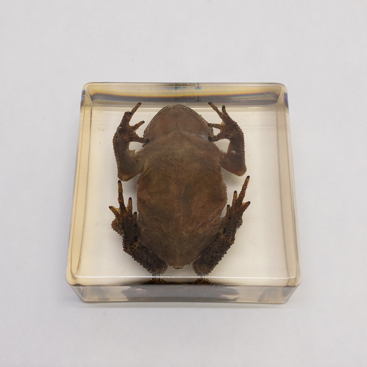 Acrylic Asiatic Toad Specimen