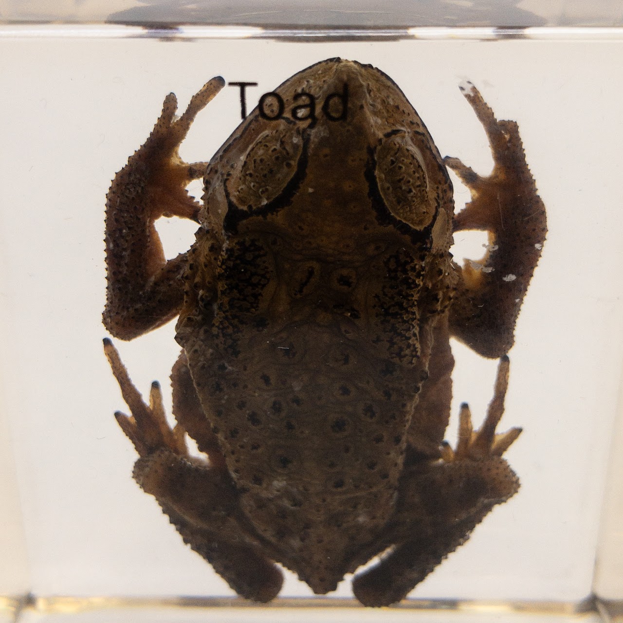 Acrylic Asiatic Toad Specimen