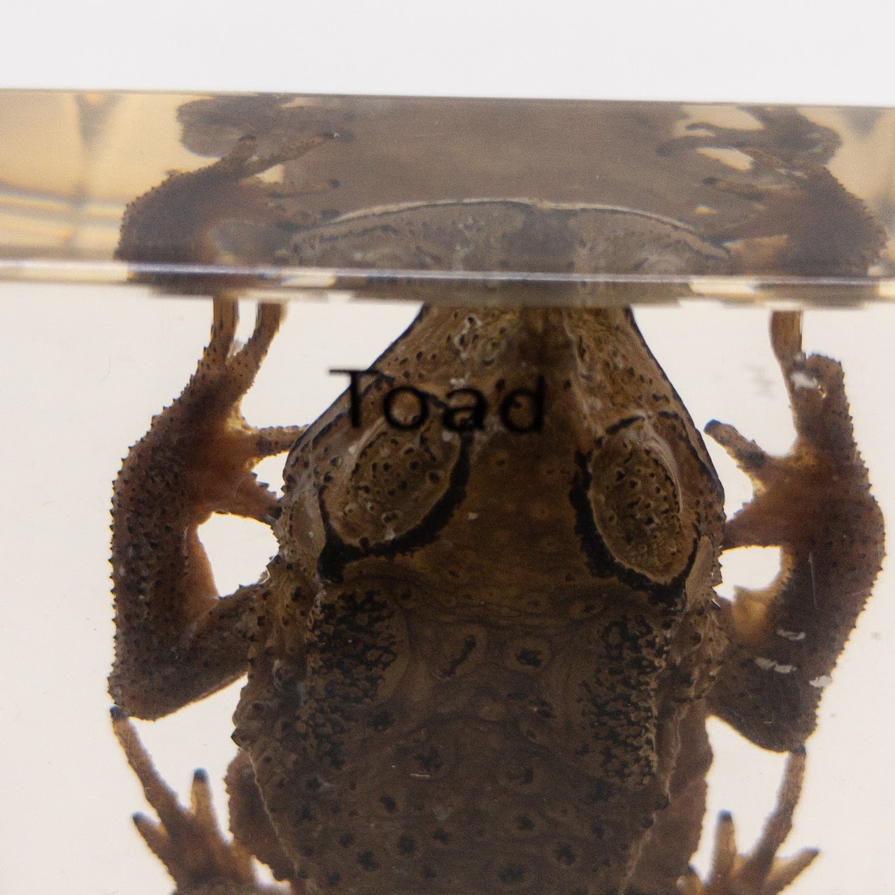 Acrylic Asiatic Toad Specimen